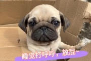 为什么狗狗睡觉会打呼噜？（如何确定狗狗打呼声是否正常）