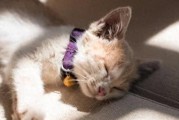 猫咪离世前的5个告别信号，发现就来得及多陪它一天！