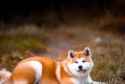秋田幼犬的肉食之道（了解秋田幼犬的食肉需求，帮助它们健康成长）