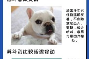 英国斗牛犬为何容易发胖？（探究英国斗牛犬发胖的原因及解决办法）