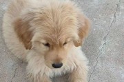 佳木斯哪里可以领养狗狗？（寻找佳木斯的宠物领养中心，帮助无家可归的狗狗找到温暖的家）