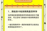 泰迪怀孕期间应避免跳动，保护小生命的关键（泰迪怀孕多久不能跳动？教你科学照顾它们的身体和健康）