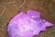 家猫死亡的原因及预防方法（揭开家猫死亡谜团，为爱猫续命）