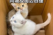 猫咪成年需要多长时间？（揭秘猫咪的生长周期与成年标准）