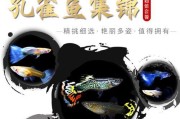 以孔雀鱼备药，维持健康生活（了解孔雀鱼健康需求，选择适当药物）