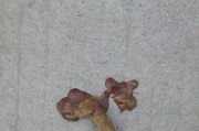 小狗狗拉稀带血，该如何处理？（初为养犬者必知，狗狗拉稀带血的原因及应对方法）