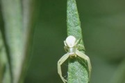 蜘蛛世界的奇妙多样性——探索蜘蛛的种类和特点（从小巧到巨大，从捕猎到筑网，揭秘蜘蛛的独特特点）