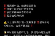 猫的饲养指南（培养快乐健康的猫咪生活方式）