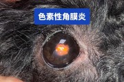 以斗牛眼睛下面的颜色为主题的神秘之旅（探寻斗牛眼睛下面的奇幻色彩）