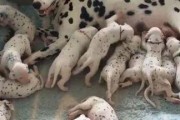 狗狗没怀孕却奶很大？可能是这些原因（探究狗狗乳腺病、荷尔蒙失调、哺乳幻觉的成因与解决方法）