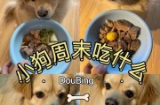 小狗消炎药选择指南（了解适合小狗的消炎药，守护它们的健康）