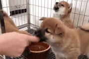 狗狗断奶后的饮食需求（为你的小狗提供合适的营养摄入）
