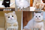 宠物店的基本条件（为宠物店成功经营打下基础）