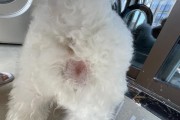 小狗磨屁股的病因及处理方法（揭秘小狗磨屁股的原因和解决方案）