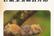 仓鼠的寿命及其影响因素（揭秘仓鼠的生命之谜，）