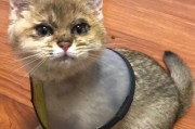 猫藓治疗指南（以猫咪脸上猫藓为例，了解常用药物及治疗方法）