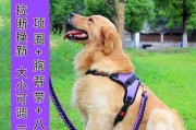 训练阿拉斯加犬的关键技巧（让你的阿拉斯加犬变得更听话）