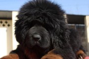 如何照顾刚出生的藏獒幼犬（以宠物为主，从饲养到训练全方位呵护）