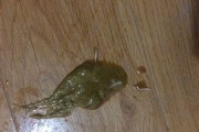 狗狗拉白色带血的原因及应对方法（了解狗狗健康问题，关注白色带血症状）