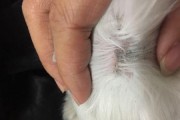 猫绝育后何时可以吃肉？（了解猫咪绝育术后饮食的重要性及注意事项）
