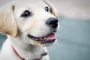 幼犬竖尾巴的含义（狗语交流的秘密和表达方式）