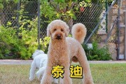 泰迪犬市场价格大盘点——以5种颜色为主题（揭秘泰迪犬不同颜色价格背后的秘密）