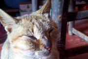 猫打了头不吃东西的原因（探究猫打了头后拒食的常见原因）