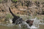 如何合理饲养美国水猎犬？（解读美国水猎犬的习性、营养需求及训练技巧）