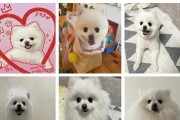 博美剃了胎毛多久才能完全长好？（胎毛剃除对博美狗狗毛发生长的影响及恢复时间）