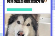 以狗打完针以后多久可以洗澡？（狗打完疫苗后洗澡的最佳时机及注意事项）