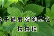 兔子的合理饮食计划（了解兔子的饮食需求，让它们健康成长）