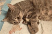 母猫羊水破后多久生？（了解母猫分娩的关键信息）