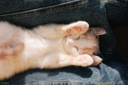 对猫过敏是终身的吗？对猫过敏的“元凶”到底是谁？