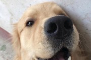 宠物狗庠（为你的爱犬提供最佳生活环境的实用办法）