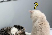狸花猫的忠心可靠（探寻狸花猫忠心的根源）