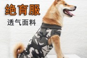 保护你的柯基犬狗狗的牙齿健康（宠物也需要牙齿保健，让你的柯基犬狗狗拥有健康的笑容）