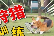 狗狗泌乳的主要机制及其重要性（了解泌乳过程，促进母狗健康哺乳）
