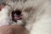 猫咪流泪的原因及表现（揭开猫咪流泪的神秘面纱——为什么猫咪会流泪？）