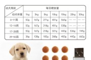 金毛犬的食量控制（了解金毛犬的食量需求，健康饮食无忧）