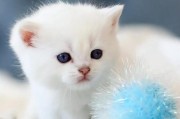 母猫咬公猫的原因及解决方法（探讨母猫咬公猫的行为背后的心理动机与建议的解决方案）