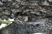 鹩哥声音沙哑之谜（揭开鹩哥沙哑声音的原因及解决方法）