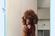 三个月大的泰迪可以吃哪些食物？（合理饮食规划，让宠物健康成长）