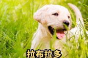 为什么狗狗会吃草？（探究狗狗吃草的原因与影响）