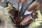 狗什么时候喂骨头最适合？（探讨狗喂骨头的最佳时间和注意事项）