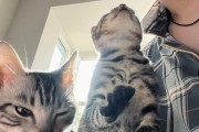 猫的天敌是什么动物？（揭开猫类生存中的潜在威胁）