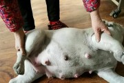 狗狗配种30的反应及其影响（详解狗狗配种30的反应与应对措施）