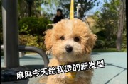 泰迪狗的繁殖周期及频率（了解泰迪狗的生育周期，让你成为专业的养狗人）