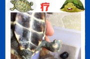 养巴西龟的全面指南（了解巴西龟的饲养要点，让它健康快乐生活！）