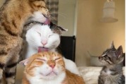 小猫为什么整天舔墙壁？（揭秘小猫奇怪行为的背后原因）