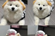 萨摩一个月的饮食计划（萨摩每天吃什么？如何健康饮食？）